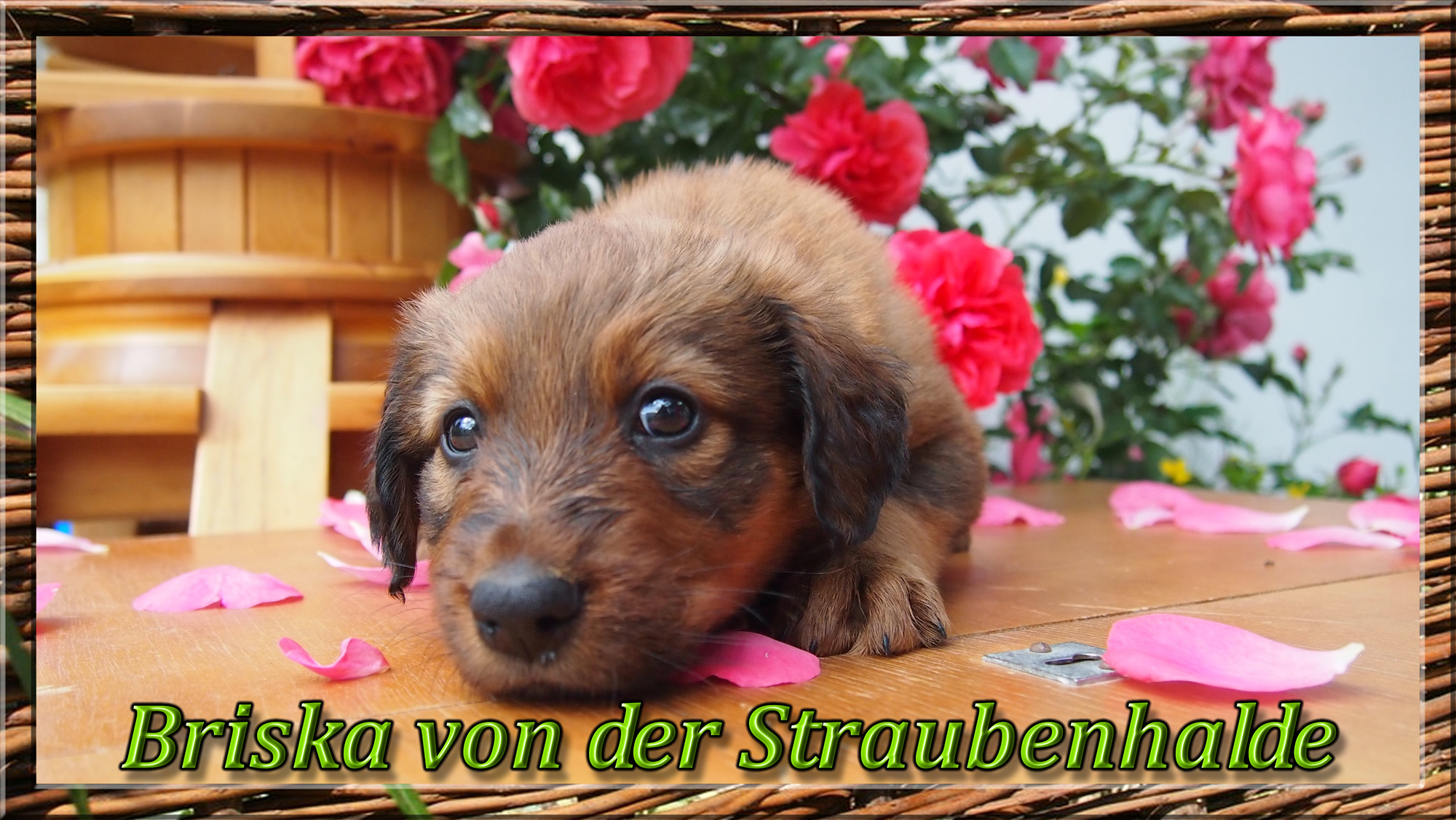 Wäller von der Straubenhalde